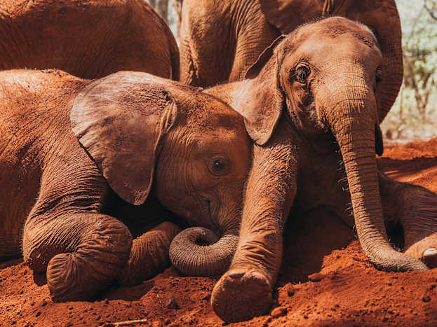 dswt-10.jpg